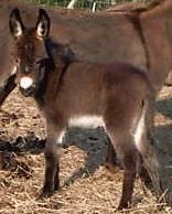 Baillie's Foal