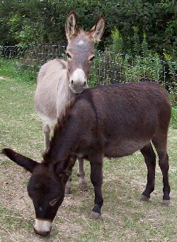 Chiquita and Isaboo