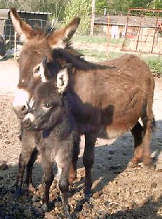 Lucy and Foal