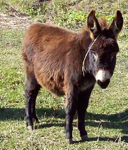 Lucy's 06 jack foal