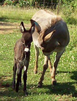 Stormy & Dottie