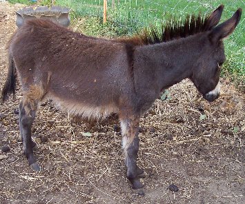 Tootsie Too's Jennet Foal