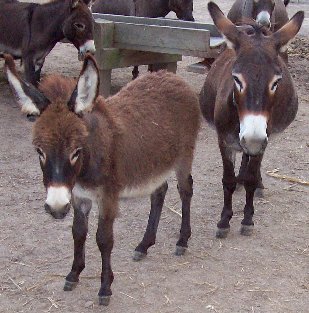 Beauty & Jennet Foal