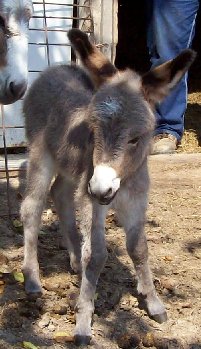 Chiquita