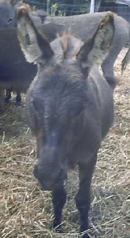Ebony