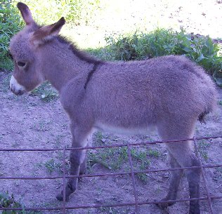 gazelle