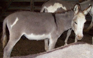 Gigalo