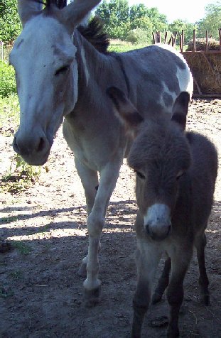 Gigi and Gazelle