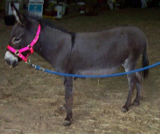 Tootsie Too's Jennet Foal