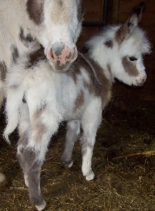 Shine's foal
